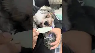 Don't leave us yet Cheena ha! To more years with u 🐶😘 #fypyoutube #trend #dogshorts #doglove
