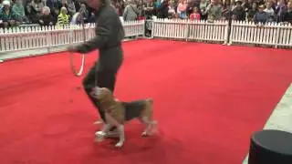 Mint at Auckland Pet & Animal Expo 2015
