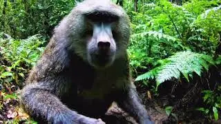 monkey life style