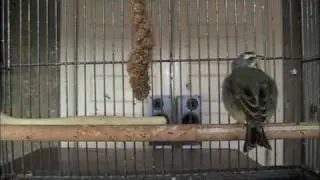 Wally the Finch Listens to Hlif Sigurjonsdottir Play Bach