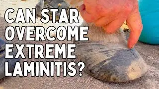 Laminitis transformation, Ferret Bath Time & Cavallo Boots | Tenerife Horse Rescue