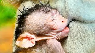 Primate monkey.../Adorable baby unusual drinking milk.../Perfect life baby.../Nice clip