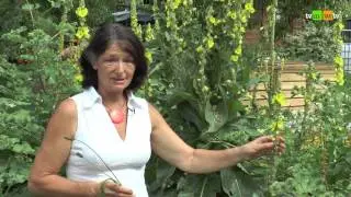 583 - Kr&auml;utergarten am Nonnenpfad in Fachingen