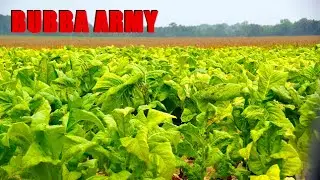 Розыгрыш с табаком от Неда! — Бабба, губка любви