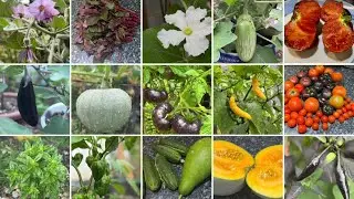 আমার শখের বাগান ২০২৫ // বাগানের আপডেট // Vegetable Gardening Update in UK 2025