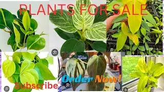 Plants for sale#home garden #gardening #philodendron #indoor plants #India #you tube 