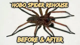 Pet Hobo Spider Rehouse