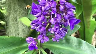 Bluebanded Bee Buzz Pollinating