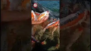 KOI BLOODLINE IMPOR❗