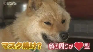 生まれたての子犬のもとを訪ねると…マスク焼け？顔にハート型の「山陰柴犬｣に出会った