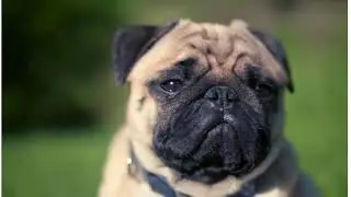 6 Silent Signs Your Dog Is In PAIN-(But Hiding It)