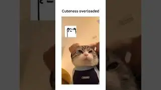 😁 #vetsupply #australia #catbehavior #cats #trendingnow ##youtubeshorts #shorts