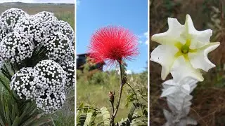 10 Plantas Nativas do CERRADO Brasileiro Mais INCRÍVEIS e CURIOSAS