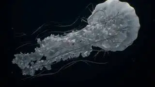UE4 Chrysaora Plocamia