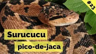 SURUCUCÚ 