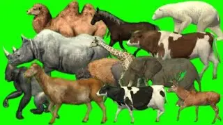 animal stampede green screen || green screen animals || green screen animals running || Green screen