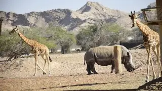Al Ain Zoo | Al Ain Safari | Uae