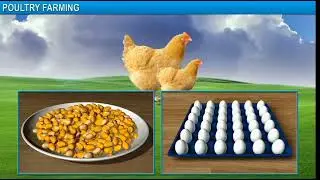 Poultry Farming  Class 9, Agriculture