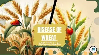 Disease of wheat and its leaf