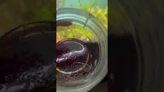 Feeding blood bomb 😙 best food for   Guppy fish￼🥰