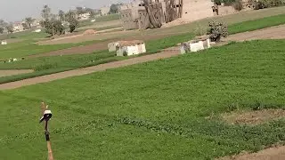 نسيم عليل وزقزقة العصافير 🐦 🐦 فى #الريف_المصرى وجمال #حياة_القرية 