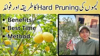How to Hard Prune Lemon Plant | Best Time to Prune Lemon | Benefits of Pruning Citrus Plant