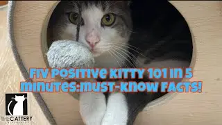 FIV Positive Kitty 101 In 5 minutes: Must-know Facts