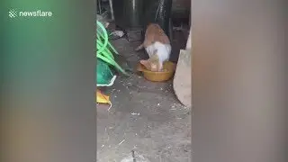 Daredevil rat grabs cat's food