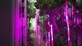 &lsquo;Seasons don&rsquo;t matter&rsquo;: How hydroponic farmers are cultivating crops Texas normally wouldn&rsquo;t see...