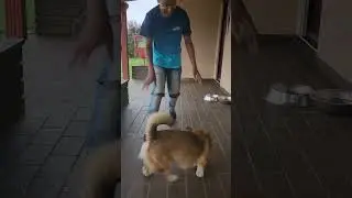 corgi plays with ball 