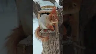 Ворчливая белка 🤔 Grumpy Squirrel