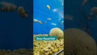 Rosy Razorfish speed is amazing ! #rosyrazorfish #shorts #subscribe .