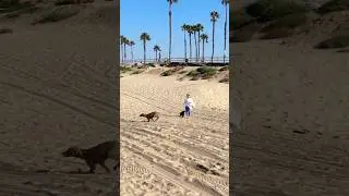 There&rsquo;s nothing quite like a day at the beach⛱️🌴 #calidog