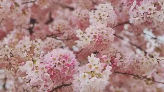 🌸FOXGLOVES - &ldquo;Mess of The Day&rdquo; Asian Canadian band from Vancouver, BC 🌸