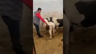 Horse Mating Donkey - Donkeys Breeding - Animals Mating Compilation 2024 #donkeymeeting #shorts