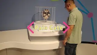 Pain Gate Demonstration | Explore Signal Transmission via Neural Simulation & Gate Control Model