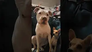 pitbulls and chihuahuas #dog #daisy #beefcut #pitbull #bellfamily #beefsteak #puppy #pet #bluedaisy