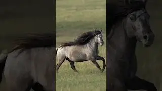 Atın o eşsiz zarafeti ve b&uuml;y&uuml;leyici g&uuml;zelliği #hayvan #at #horse #atlar #sevgi #shorts #ytviral