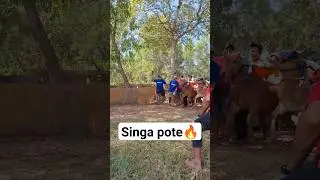 Tes kecepatan kerapan sapi.. #bullrace #kerapansapimadura #traditional
