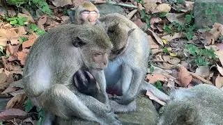 Family monkeys sleep well 