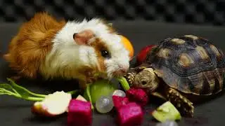 My cute Turtle tortoise Guinea Pig Eating very delicious Fruit Vegetable   Animal ASMR 🐢🍴