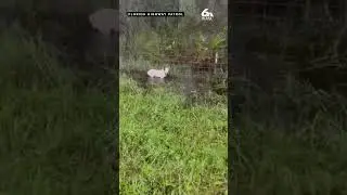 Florida troopers rescue dog tied along side of highway as Hurricane Milton approaches