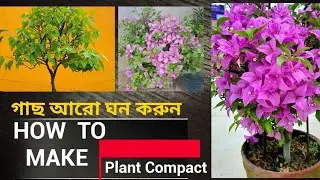 How to Make your Bougainvellia more compact/bushy and beautiful in bengali.