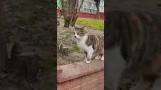 [ 📢chamado ] gato miando para outro gato (#shorts)