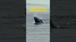 Whale Watching in Monterey Bay | California Road Trip