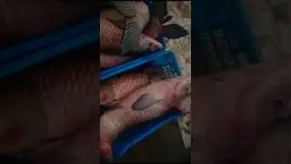 Fish Farming #shorts #fishing #fishfarming