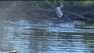 Impresionantes ejemplares de peses en este nuevo tanque 