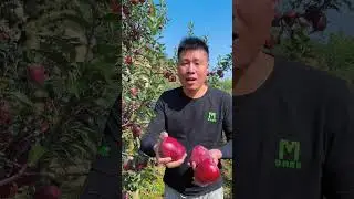Red Apple Farm #Agriculture #Fruit #FruitFarming #FruitHarvest #Farmer #shorts