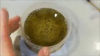 pez disco ,como medicar con larva de mosquito viva.