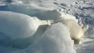Blinky White Harp Seal singing to his fellow baby seal pups